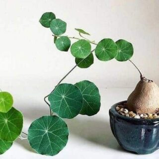 บัวบกโขด ไม้แปลกสร้างรายได้