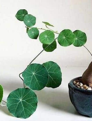 บัวบกโขด ไม้แปลกสร้างรายได้