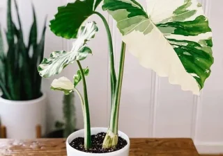 บอนกระดาดด่าง วิธีเลือก และการปลูก