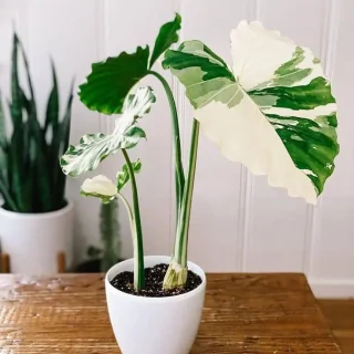 บอนกระดาดด่าง วิธีเลือก และการปลูก