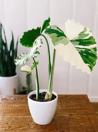 บอนกระดาดด่าง วิธีเลือก และการปลูก