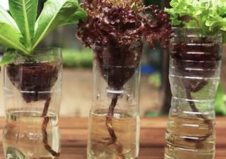 วิธีปลูกผักไฮโดรโปนิกส์ในขวดพลาสติก