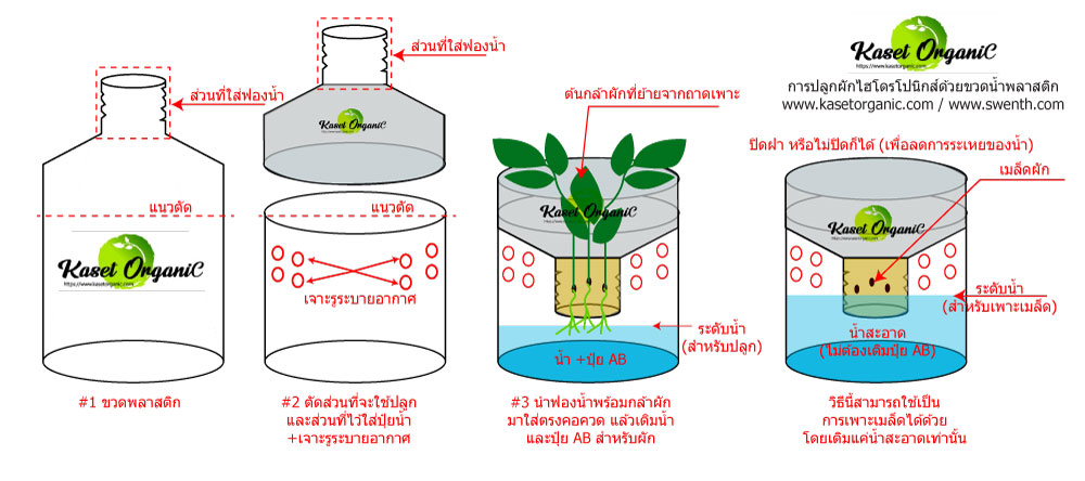 วิธีปลูกผักไฮโดรโปนิกส์ในขวดพลาสติก