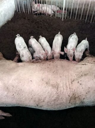 การเลี้ยงหมูหลุม