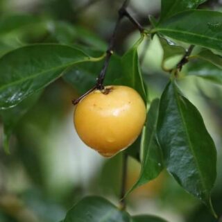 ส้มแก้วสมคิด