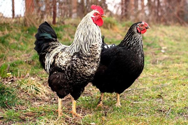 เลี้ยงไก่ไข่พันธุ์ไหนดีสุด
