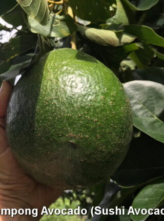 ลาออกจากงานมาปลูกอะโวคาโด ทำรายได้หลักแสน